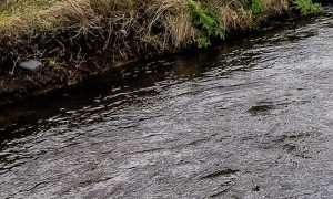 torrente foto