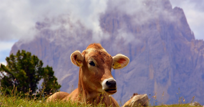vacca lingua dolomiti