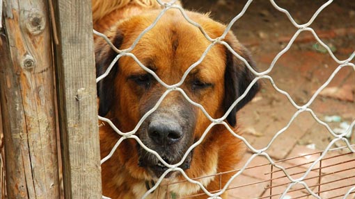 canile foto modificato 3