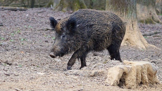 cinghiale
