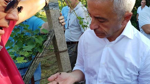 viticoltura assessore regione