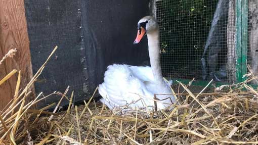 cigno ferito salvato