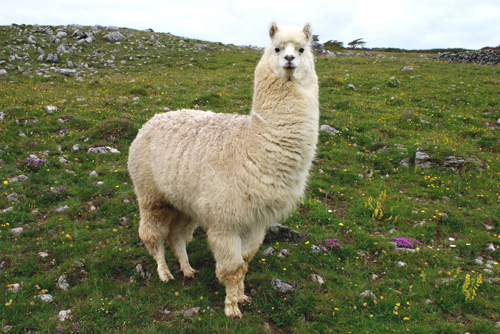 lama 2