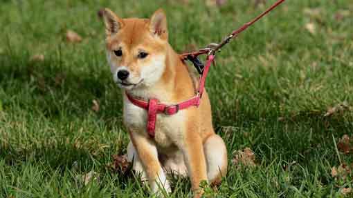 cane guinzaglio modificato 1