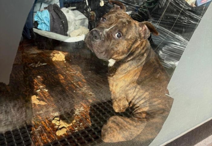 cane abbandonato biella