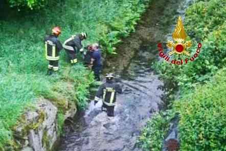 vigili del fuoco cane salvato