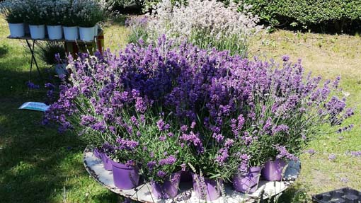 Miasino, a giugno l'edizione 2026 di "Menta e Rosmarino"