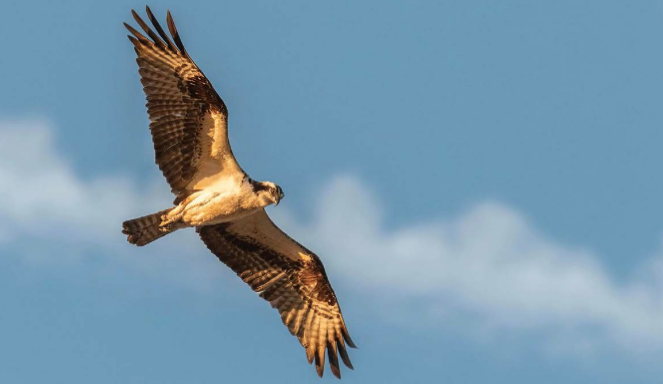 Schermata 2025 05 02 alle 09.28.53