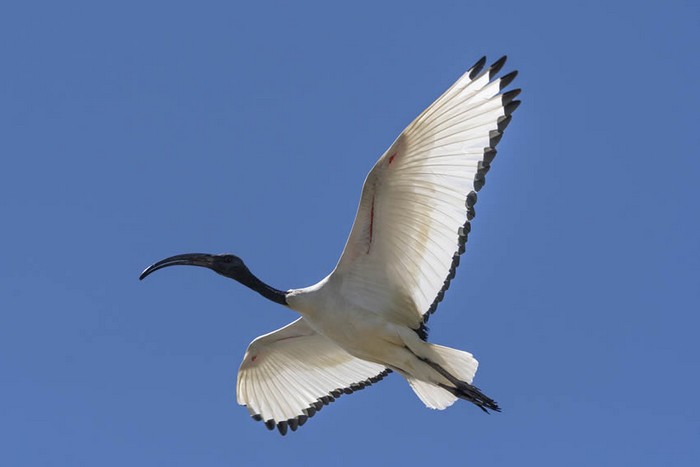 ibis